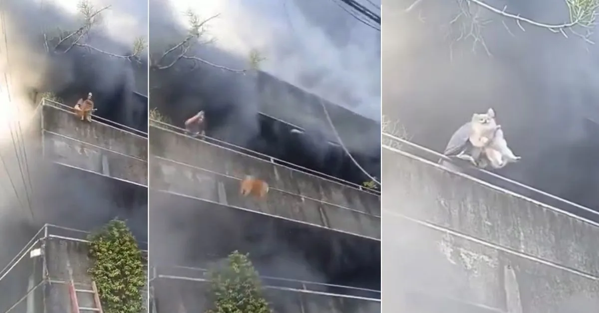 Mujer arriesga su vida para salvar a sus perritos durante un incendio ...