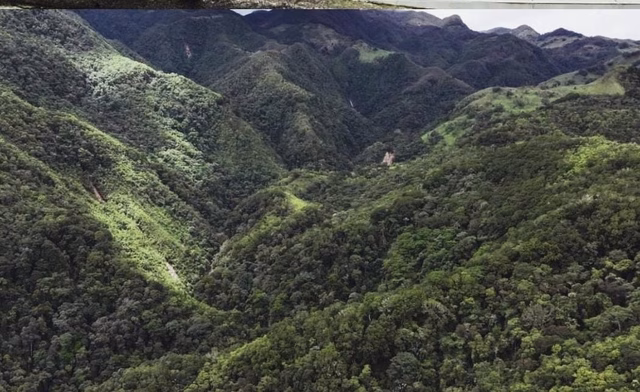 ¡Resguardo ambiental! Adquieren 203 hectáreas en la vereda Cocora para proteger fuentes hídricas y ecosistemas estratégicos