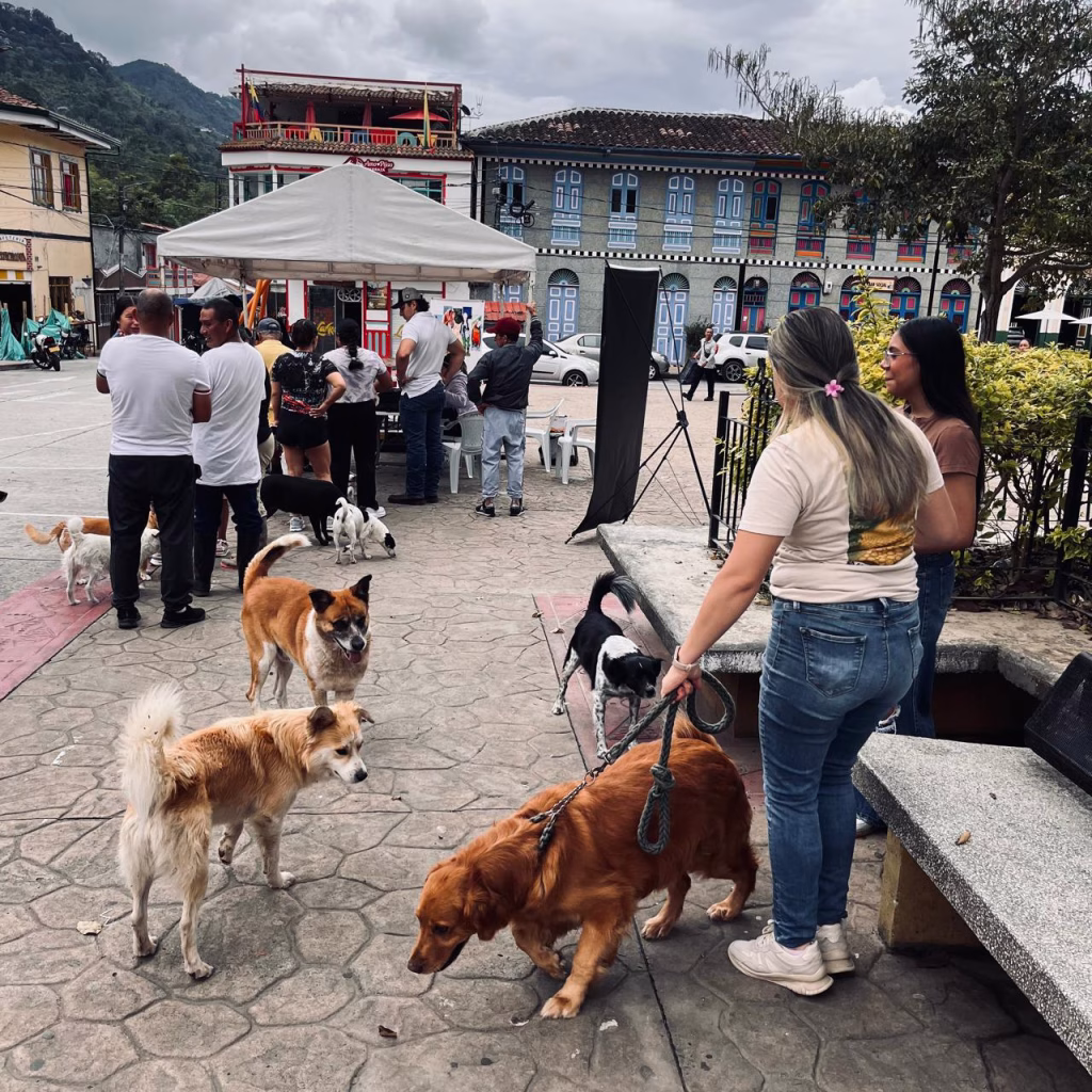 ¡Cuidado animal en marcha! Con jornadas de salud benefician a más de un centenar de mascotas en Pijao y Montenegro