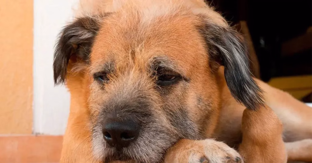 Cuando más necesitan amor y cuidado, la ley los protege: animales no podrán ser sacrificados por vejez extrema