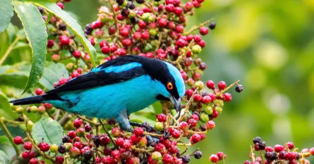 ¡Un espectáculo de alas y colores! Quindío rompe récord histórico con 415 especies de aves en el October Big Day