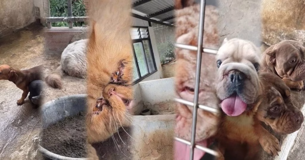 ¡No son mercancía, son seres sintientes! 14 peluditos están protegidos tras ser retirados de presunto criadero clandestino