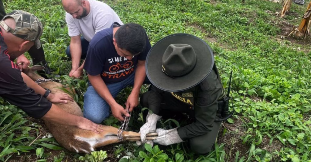 Una segunda oportunidad: rescatan venado en Montenegro e investigan posible tráfico ilegal de fauna