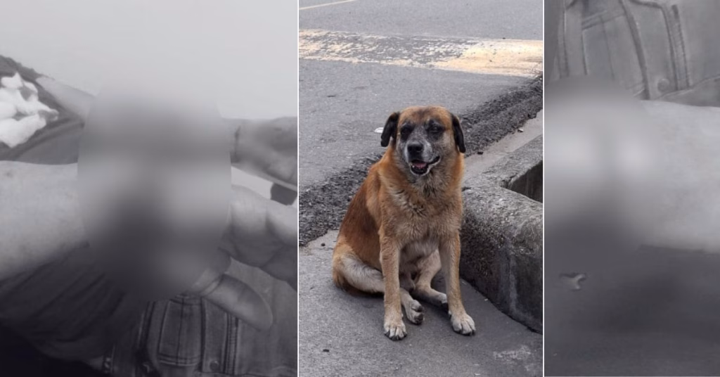 ¡Por poco le quita la mano! Perro callejero atacó a un hombre que caminaba con su familia en Cajamarca