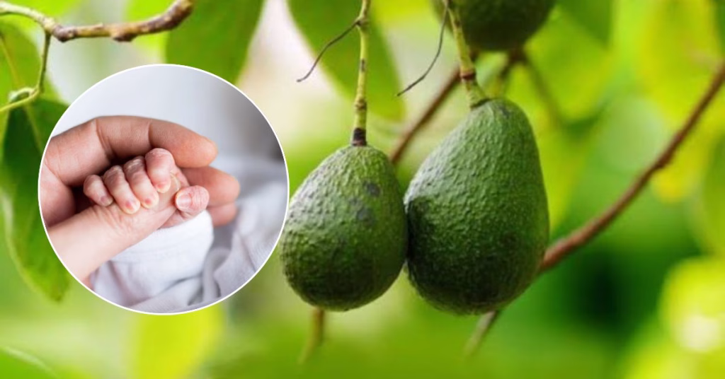 Bebé de apenas 12 días de nacido murió tras caerle un aguacate en la cabeza y ahora investigan posibles negligencias