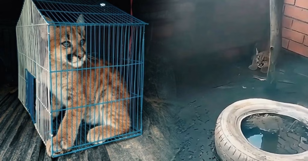¡Pequeño y sorprendente! Rescatan cachorro de puma de 60 días de nacido en zona rural de Circasia