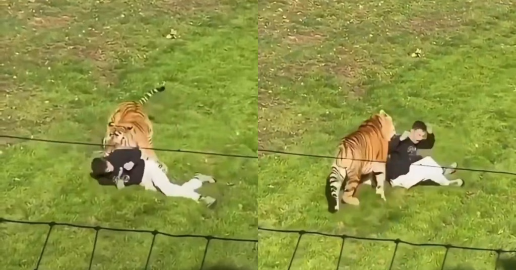 Entró al recinto de un tigre y murió: lo que decidió el zoológico sobre Altai